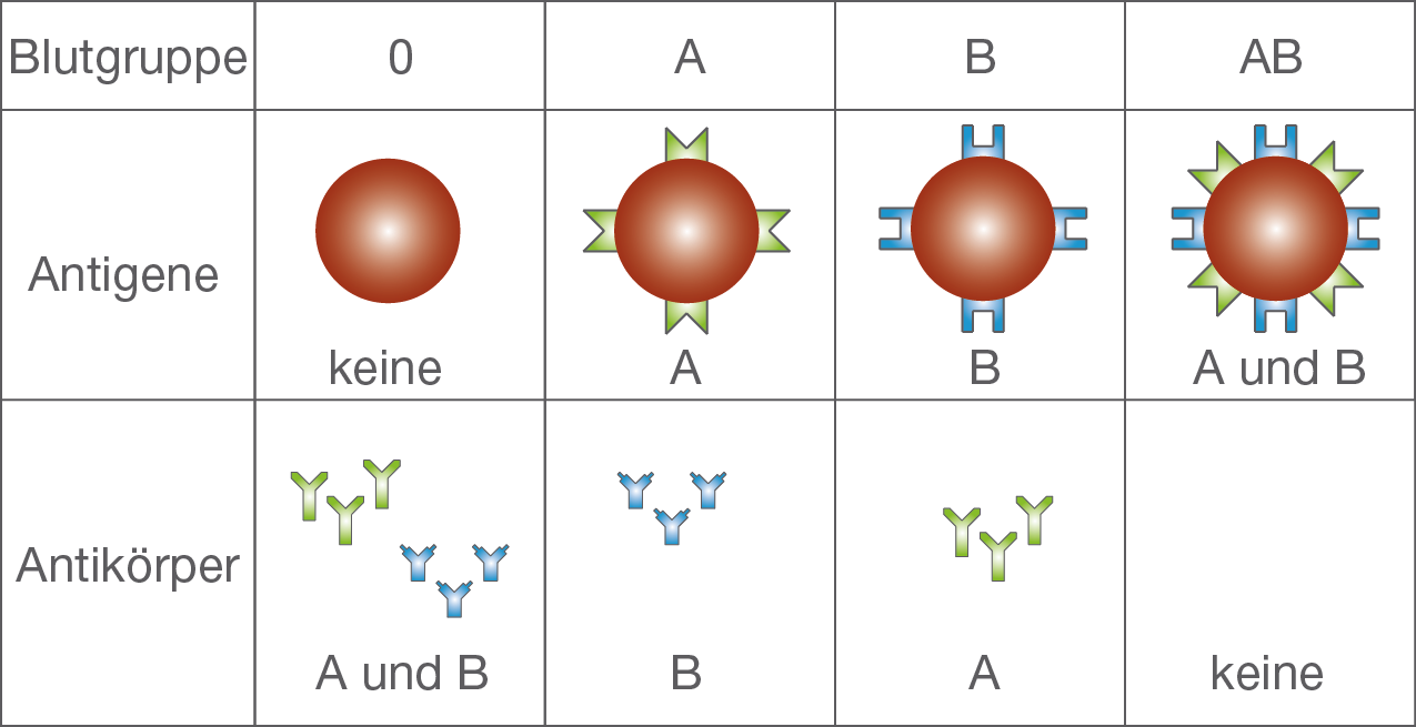 Blutgruppe | SchulLV