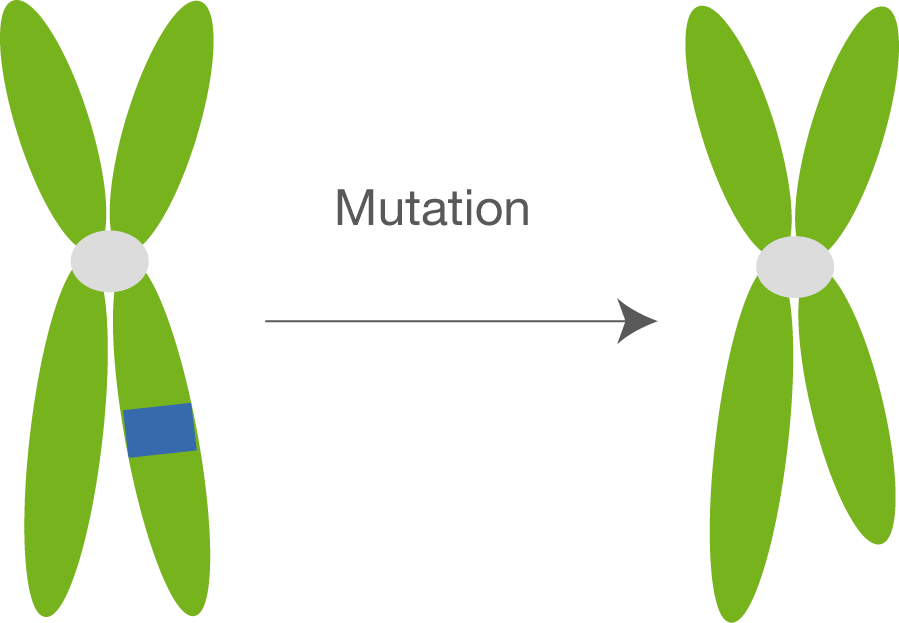 Was Ist Eine Mutation Mutationen - Genetik - Bio - Digitales Schulbuch - Skripte - SchulLV.de