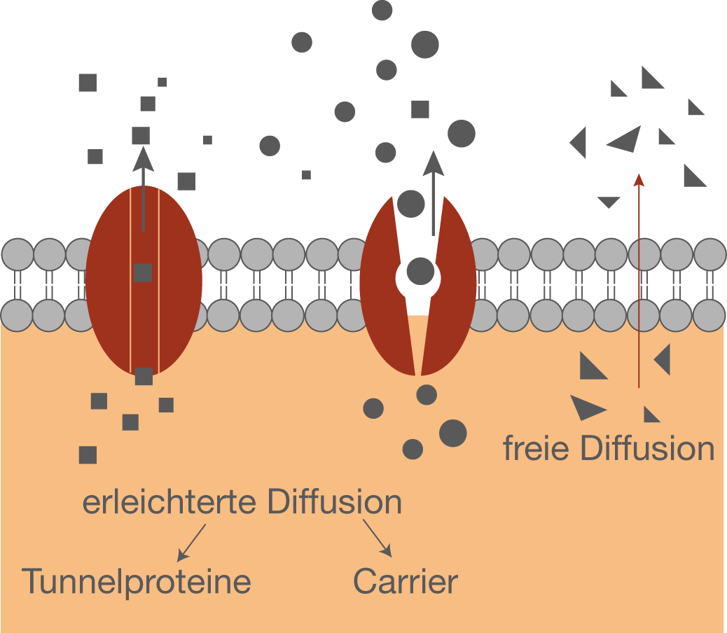 Erleichterte Diffusion Durch Kanäle