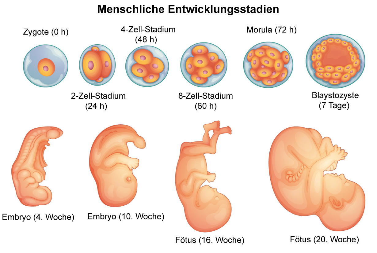 Reproduktionsbiologie SchulLV
