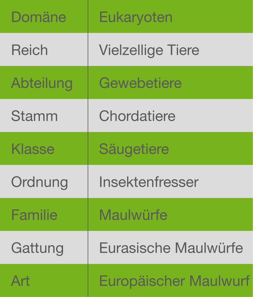 Gattung art familie Stamm, Klasse