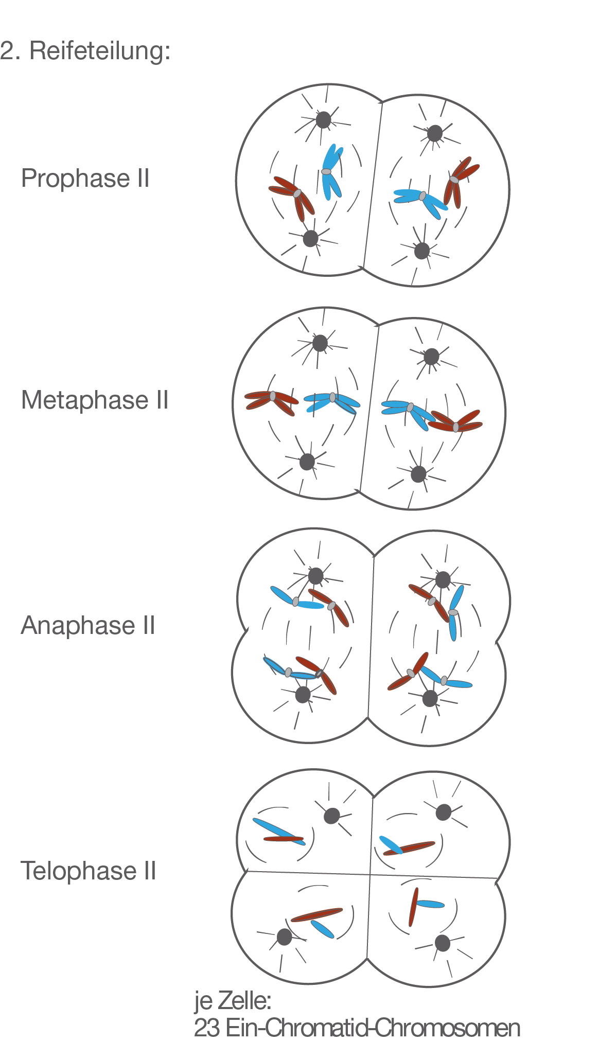 Meiose SchulLV