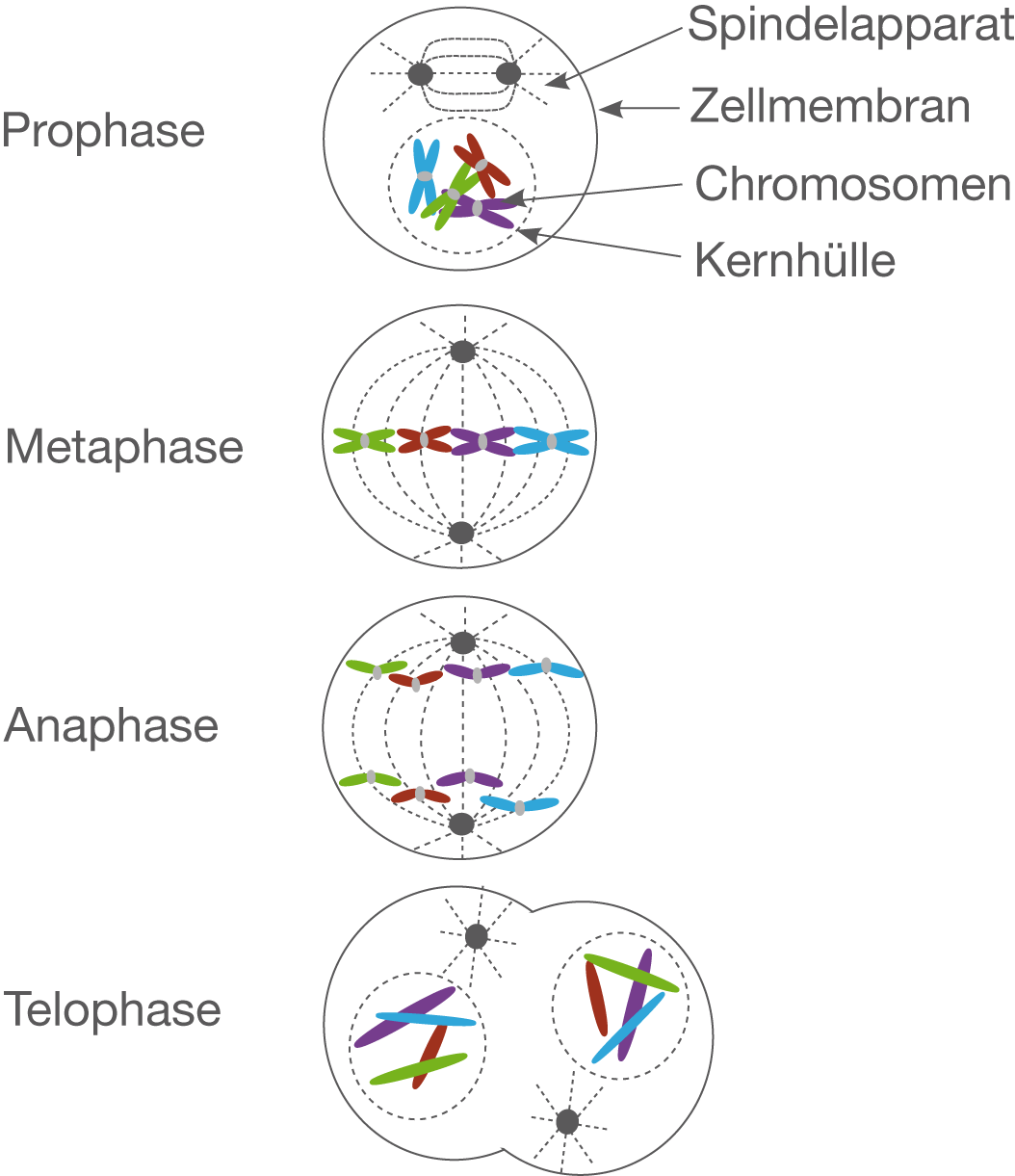 Prophase vs interphase Biology Diagrams