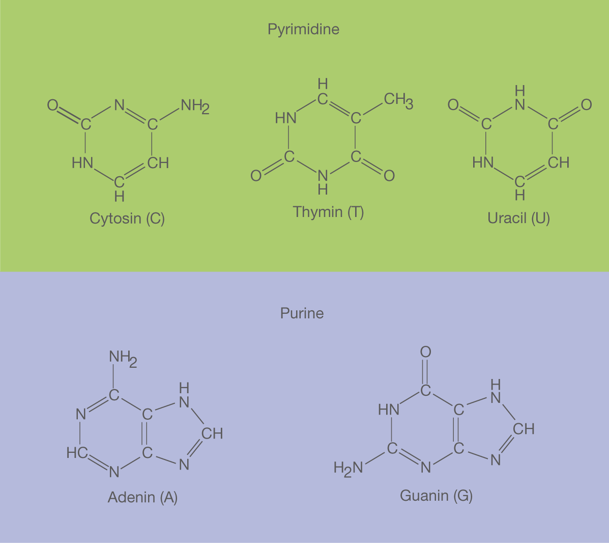 Nucleinsäuren SchulLV