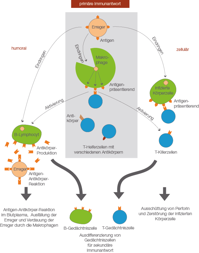 download advanced protocols in