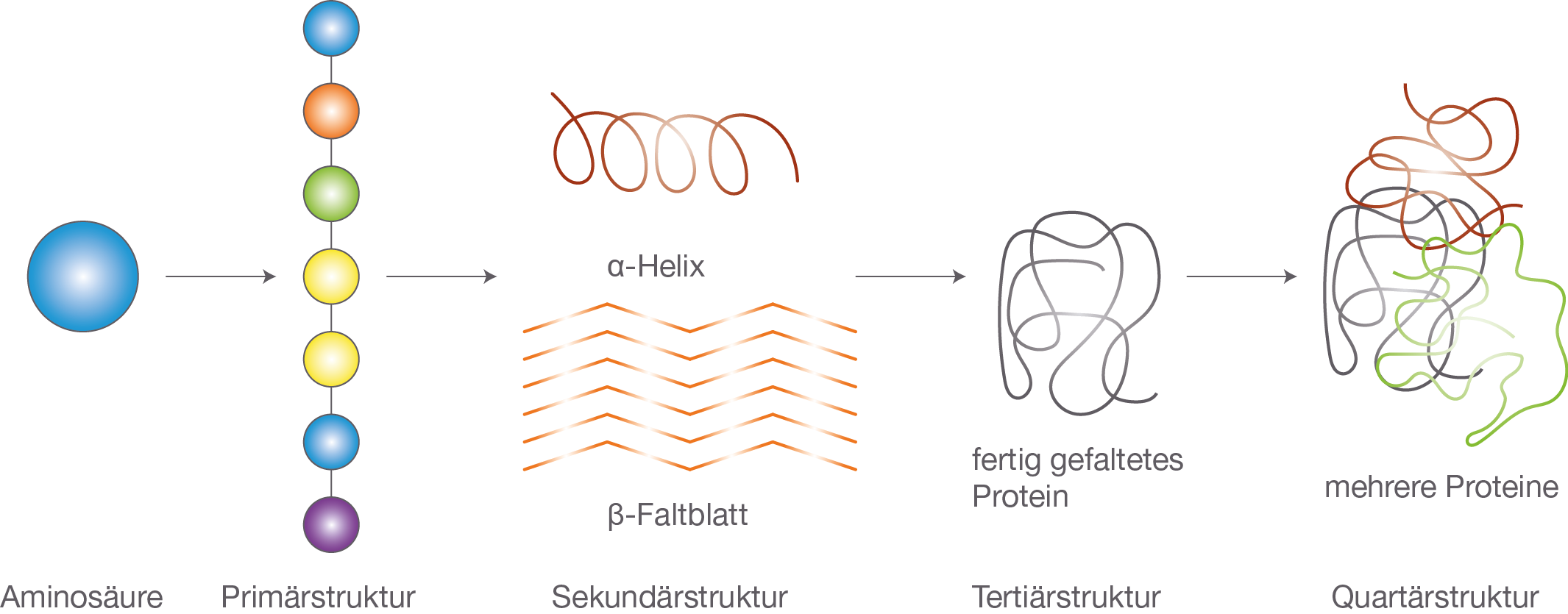 Proteine - Prot Struktur