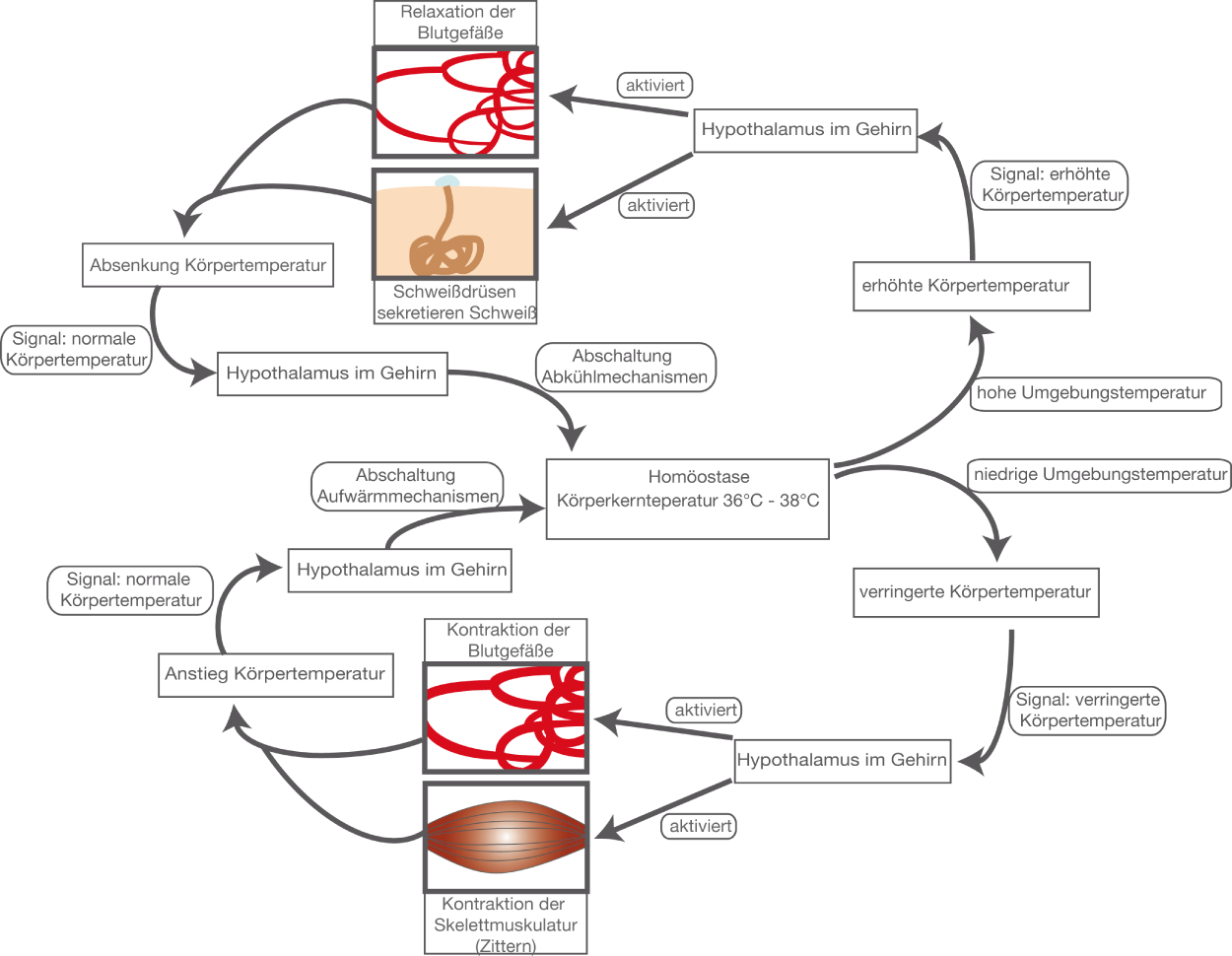 Thermoregulation SchulLV
