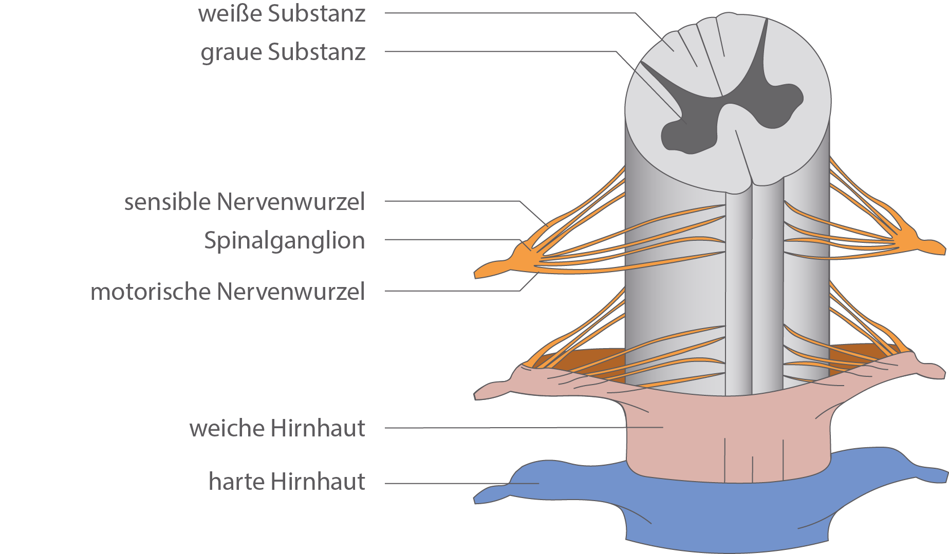Rückenmark - Nervensystem - Bio - Digitales Schulbuch - Skripte - SchulLV.de