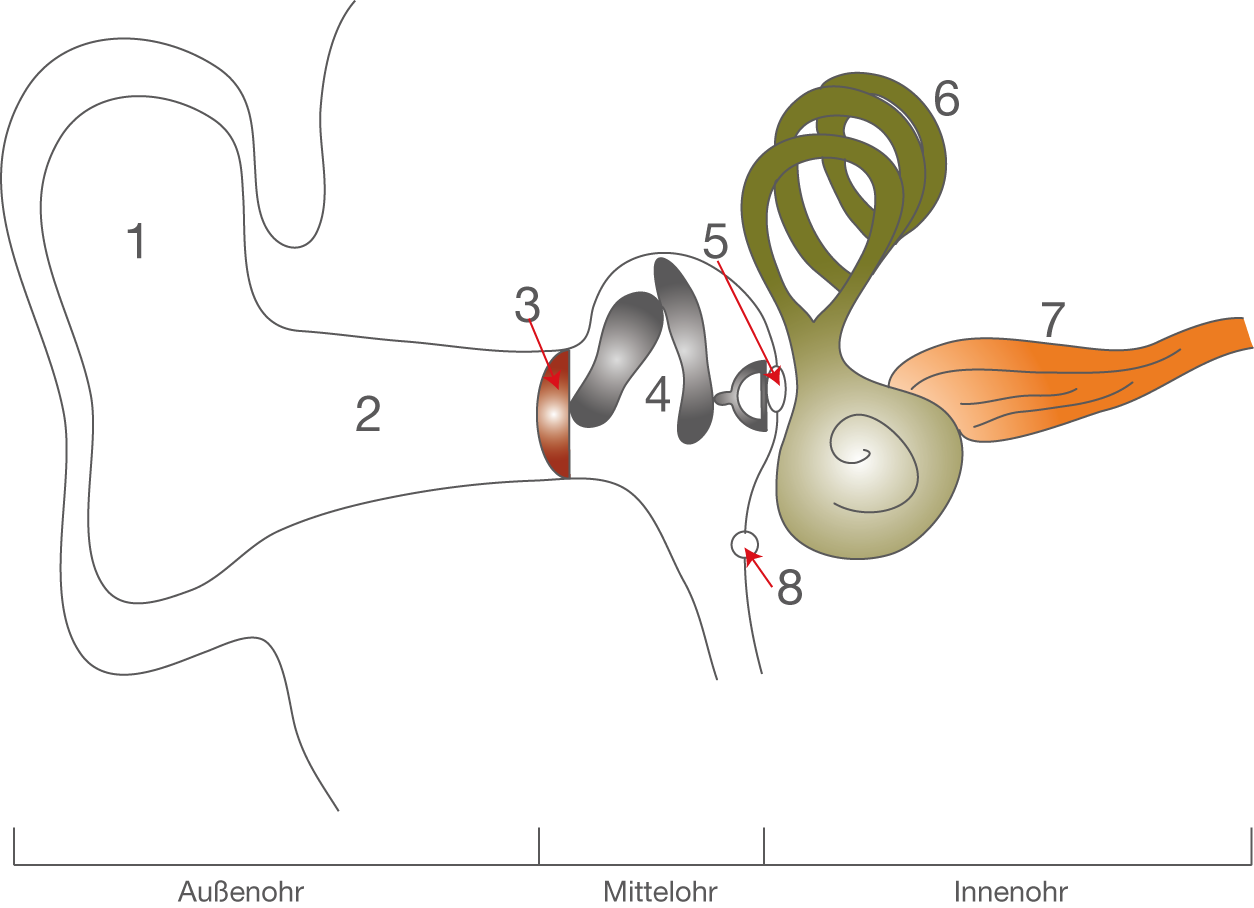 Organe (Digitales Schulbuch Bio)