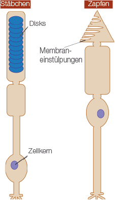 Beispiele Reizübertragung Auge (Digitales Schulbuch Bio)