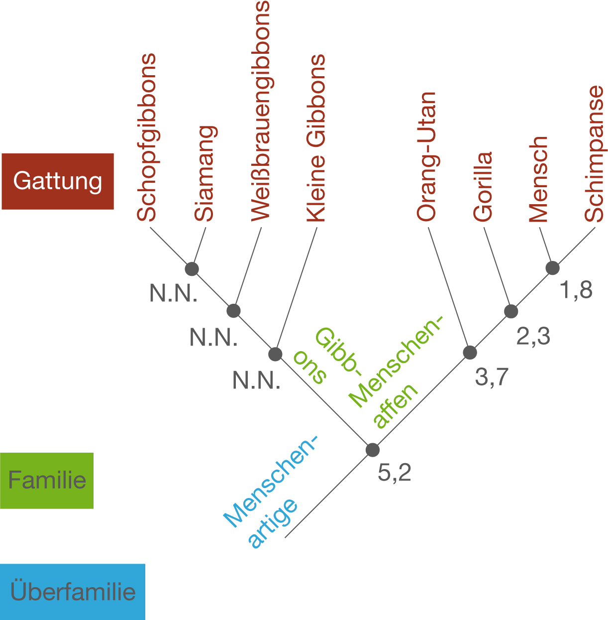 Morphologische Rekonstruktion Von Stammbäumen – EBUQOB