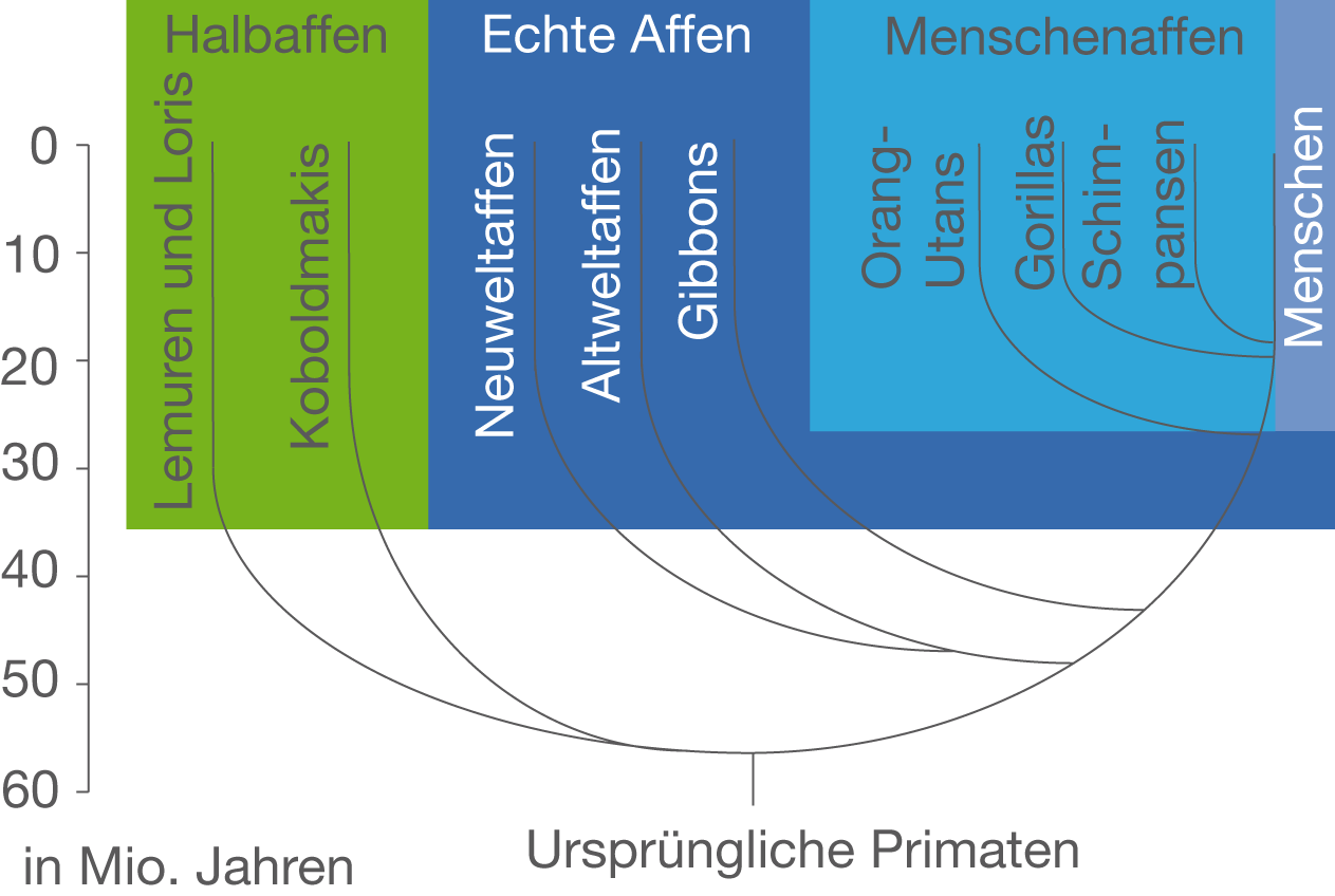 Evolution des Menschen SchulLV