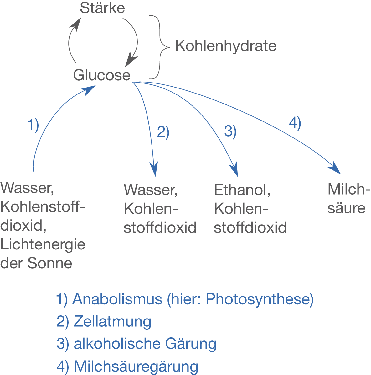 Woher Weiß Ich Ob Ich Einen Guten Stoffwechsel Habe Einführung - Stoffwechsel - Bio - Digitales Schulbuch - Skripte