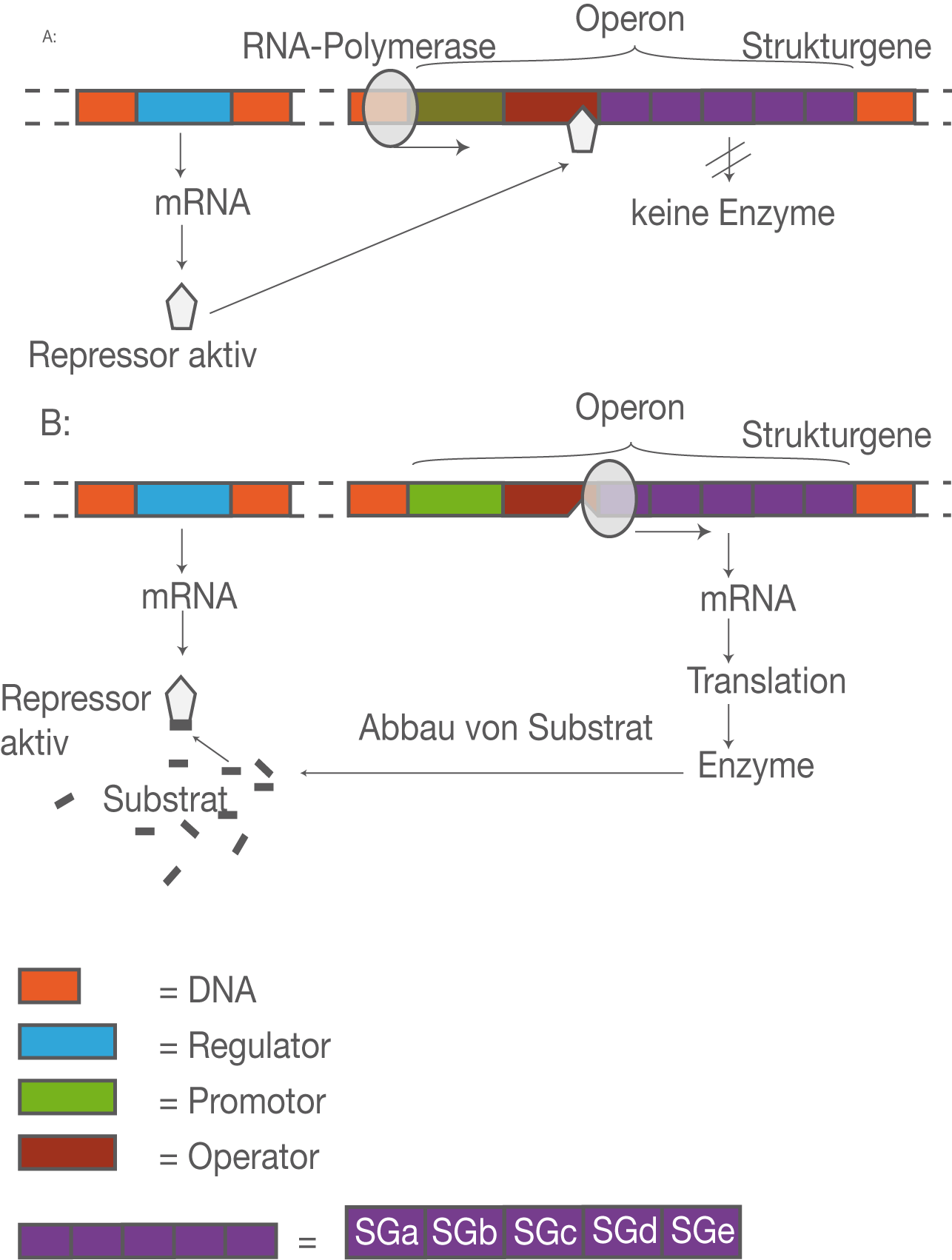 Genregulation SchulLV