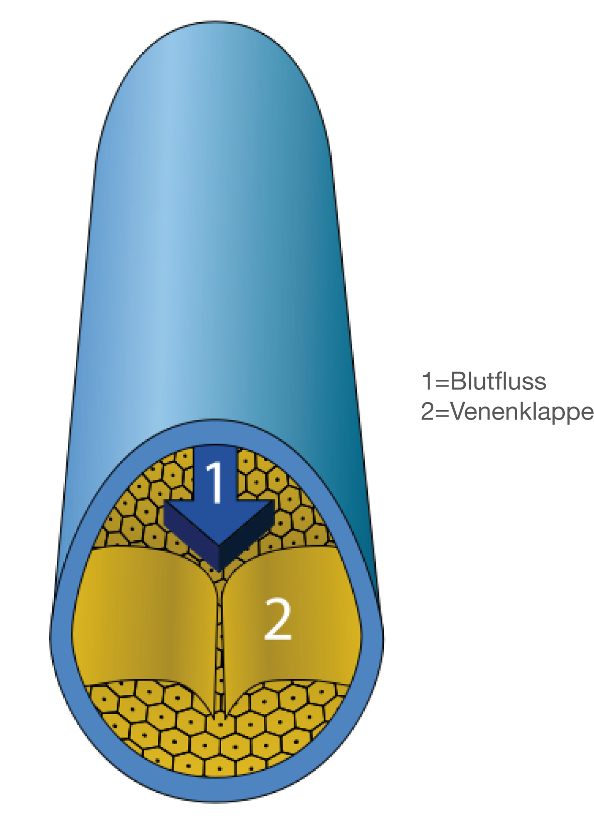Blutkreislauf Physiologie Bio Digitales Schulbuch Skripte