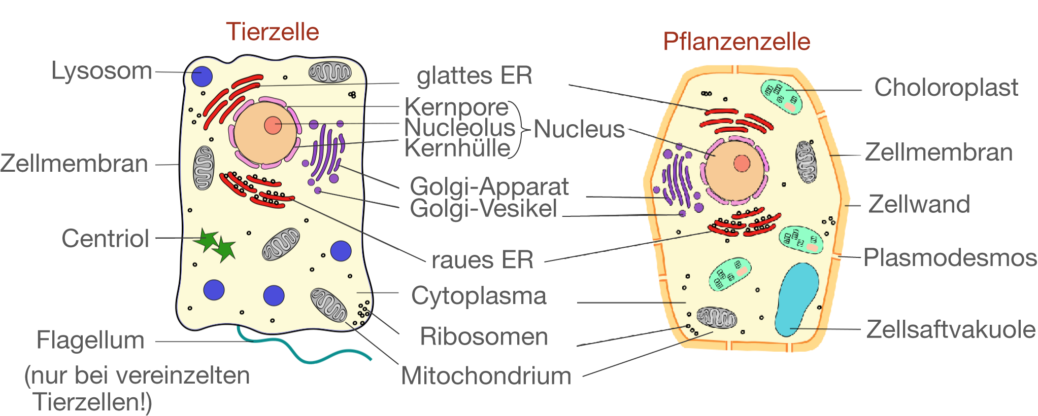 Zellaufbau Cytologie Bio Digitales Schulbuch 