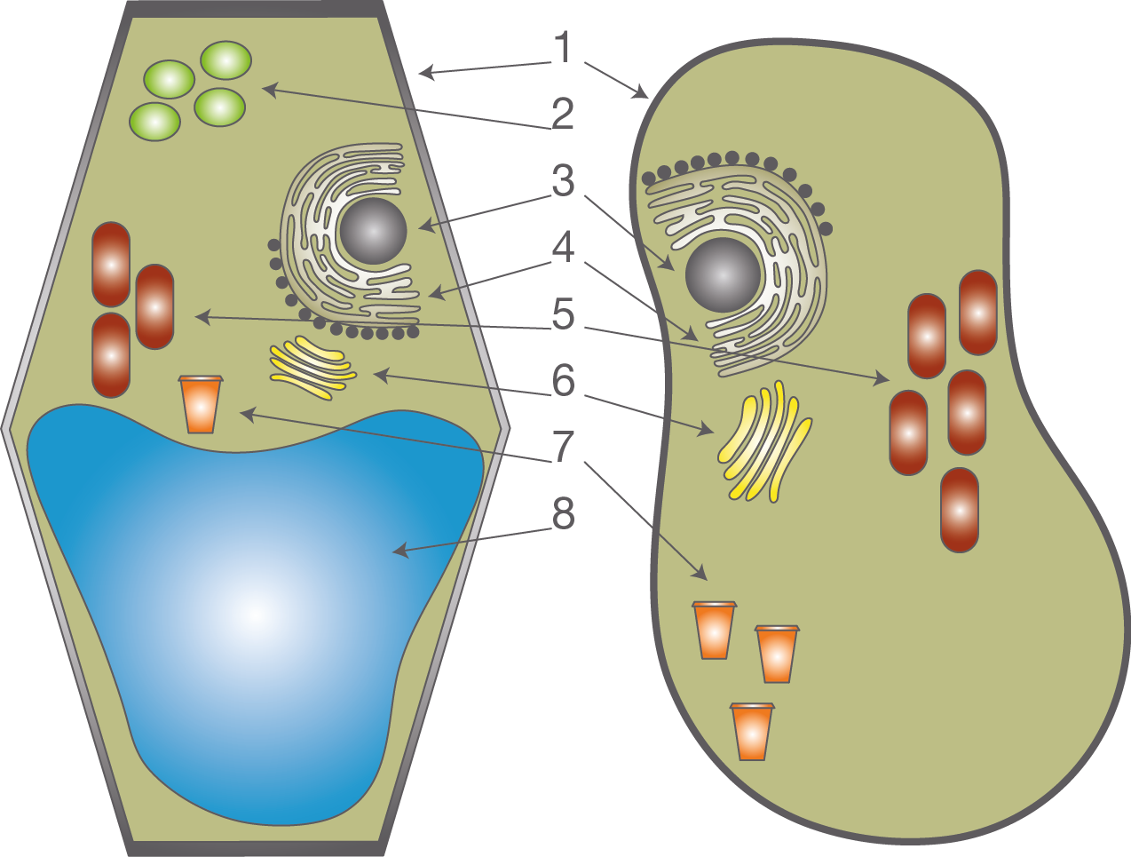  Vergleich  Tierzelle  Pflanzenzelle  Die Zelle Bio 