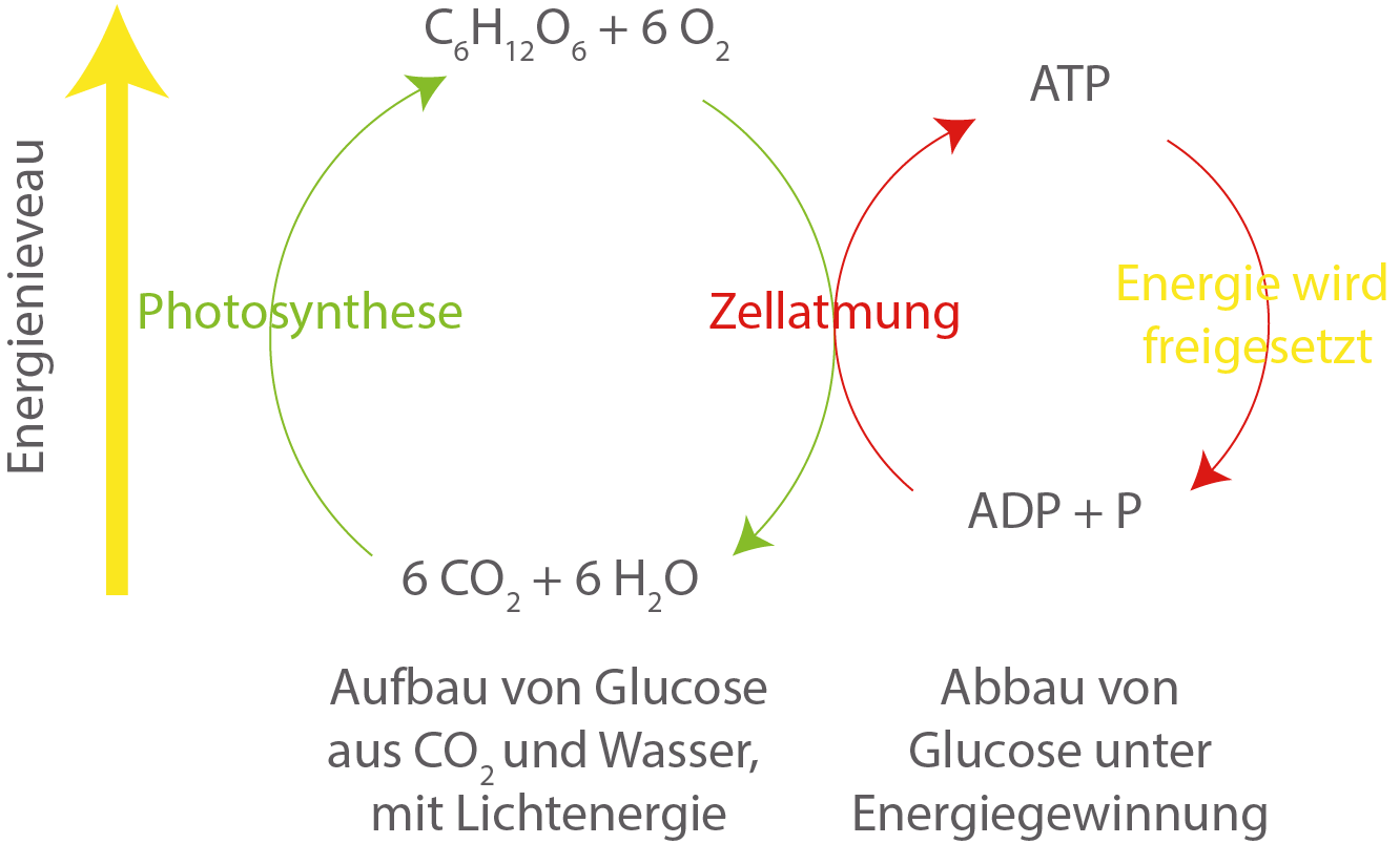 Stoffwechsel: Zellatmung (Digitales Schulbuch Bio)
