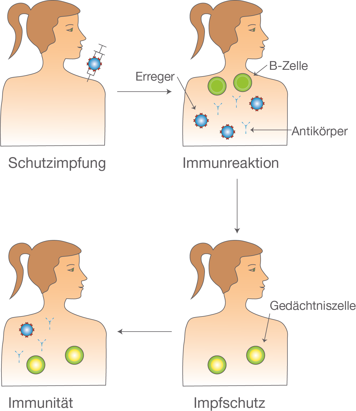 Immunisierung - Gesundheit und Krankheit - Bio - Digitales Schulbuch ...