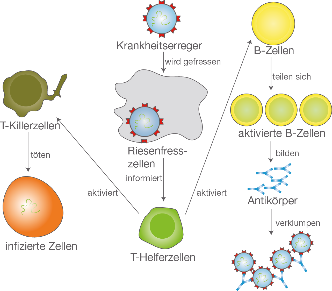 Immunisierung - Gesundheit und Krankheit - Bio - Digitales Schulbuch ...