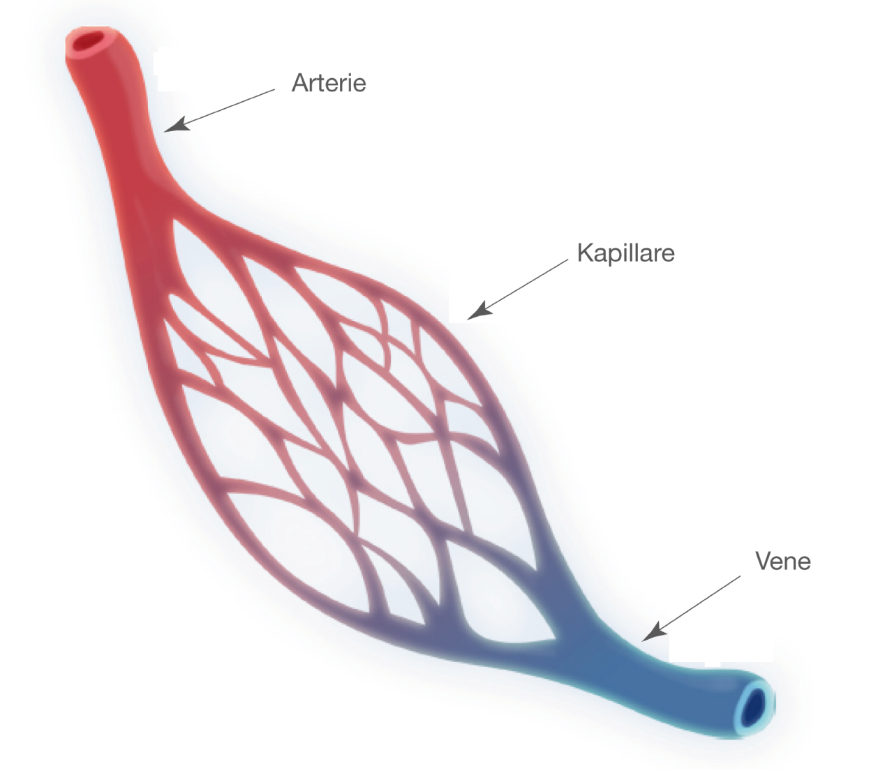 Capillaries veins and arteries comparison essay