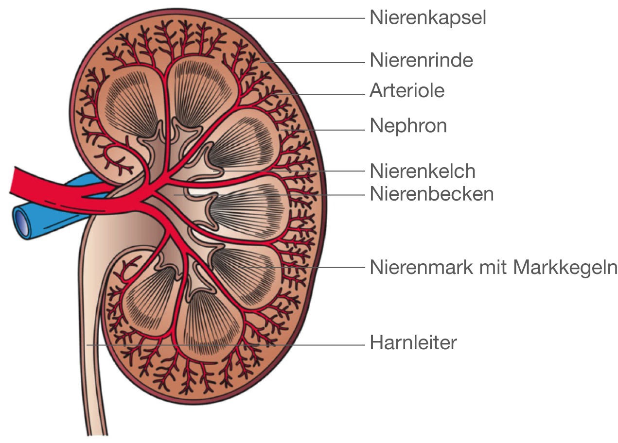 Aufbau Der Niere Einfach Erklärt Organe: Die Niere (Digitales Schulbuch Bio)