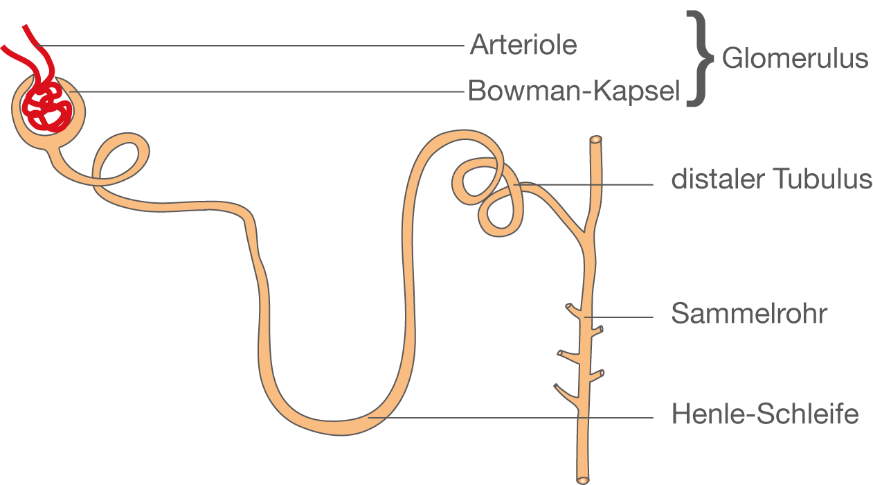 Die Niere SchulLV
