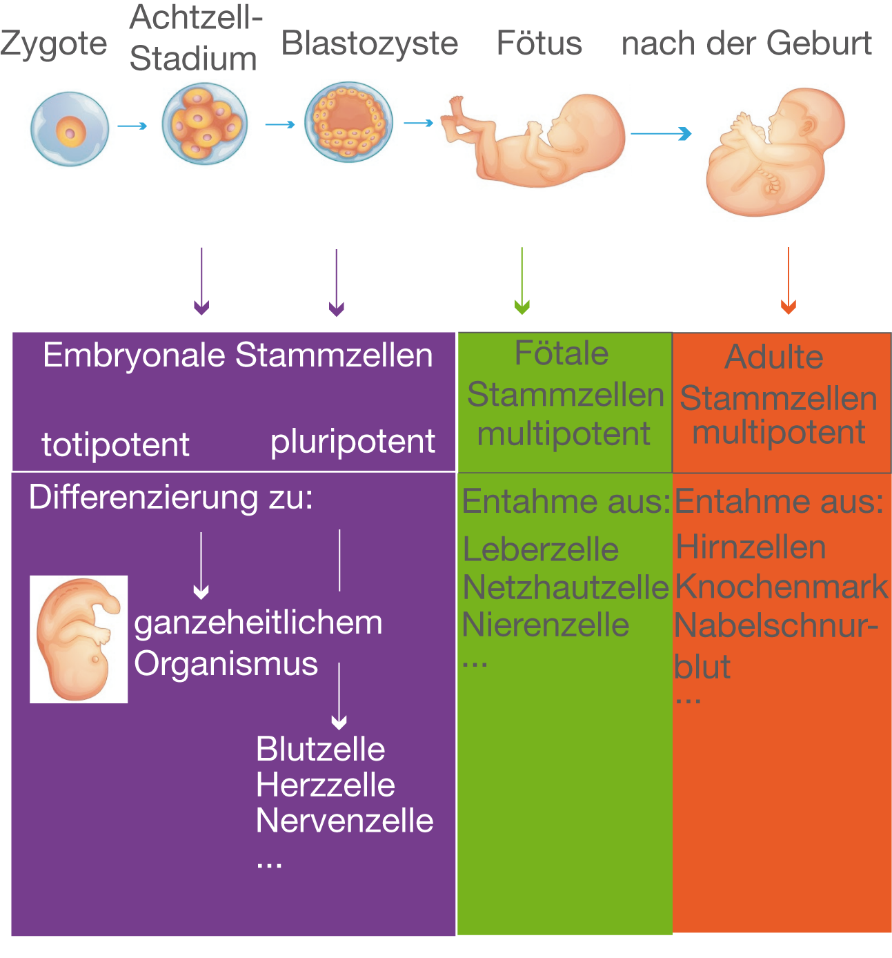 Stammzellen - Genetik - Bio - Digitales Schulbuch - Skripte - SchulLV.de
