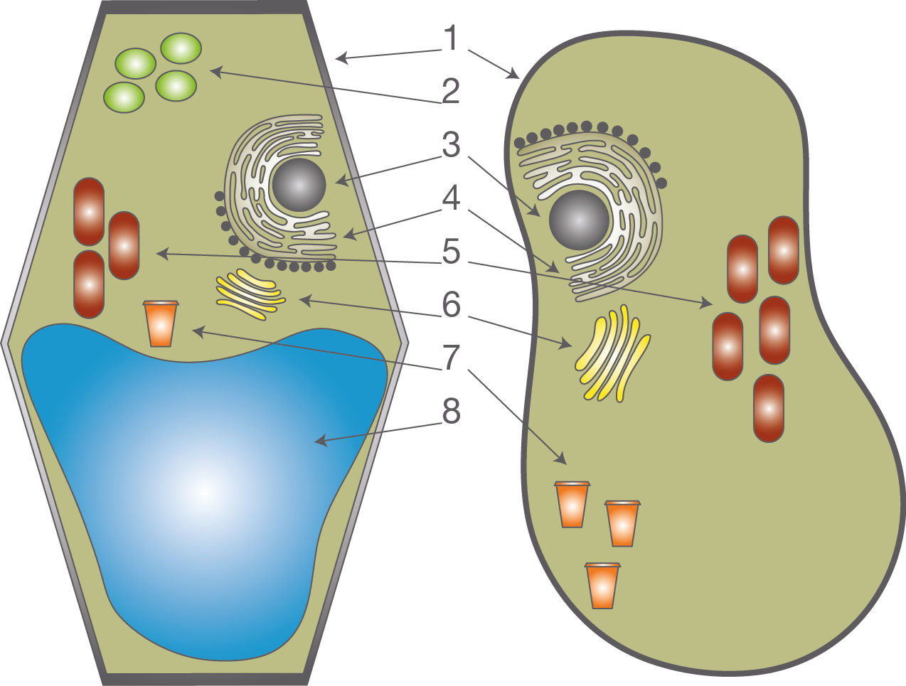 Zellorganelle | SchulLV