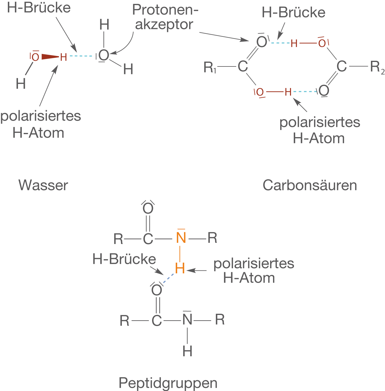 Diagramm, das Wasserstoffbrücken und Protonenakzeptoren in chemischen Strukturen darstellt.