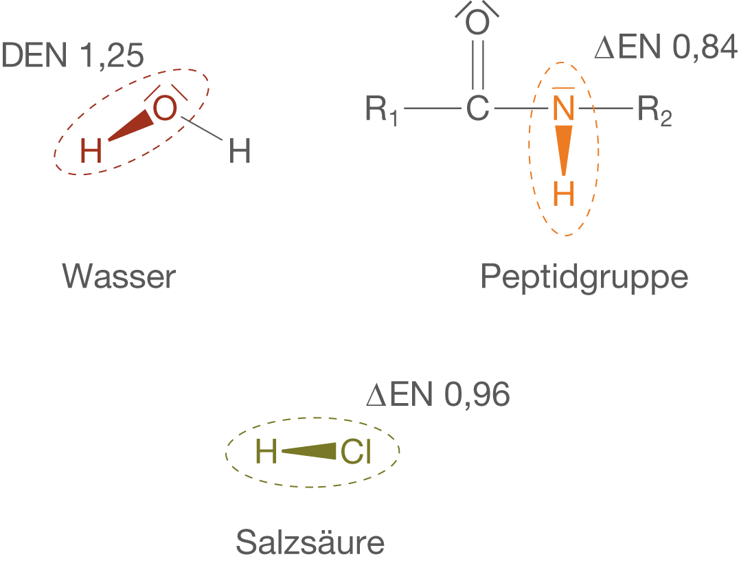 Chemische Strukturen mit Wasser, Salzsäure und Peptidgruppen, dargestellt durch verschiedene Formeln und EN-Werte.