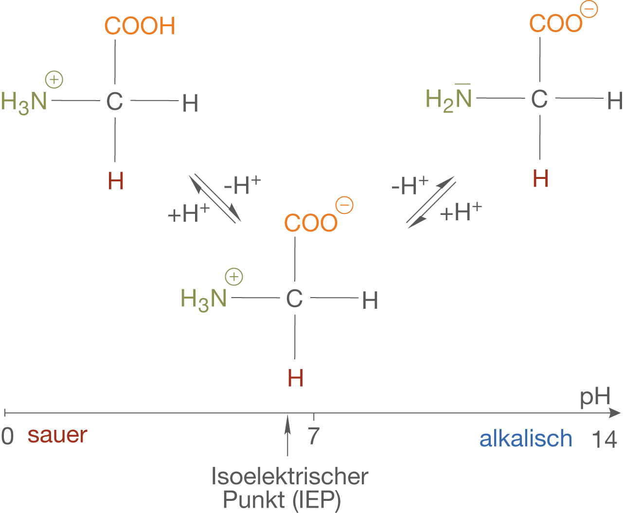 Diagramm zur Darstellung des Isoelectric Points (IEP) mit pH-Bereichen von sauer bis alkalisch.