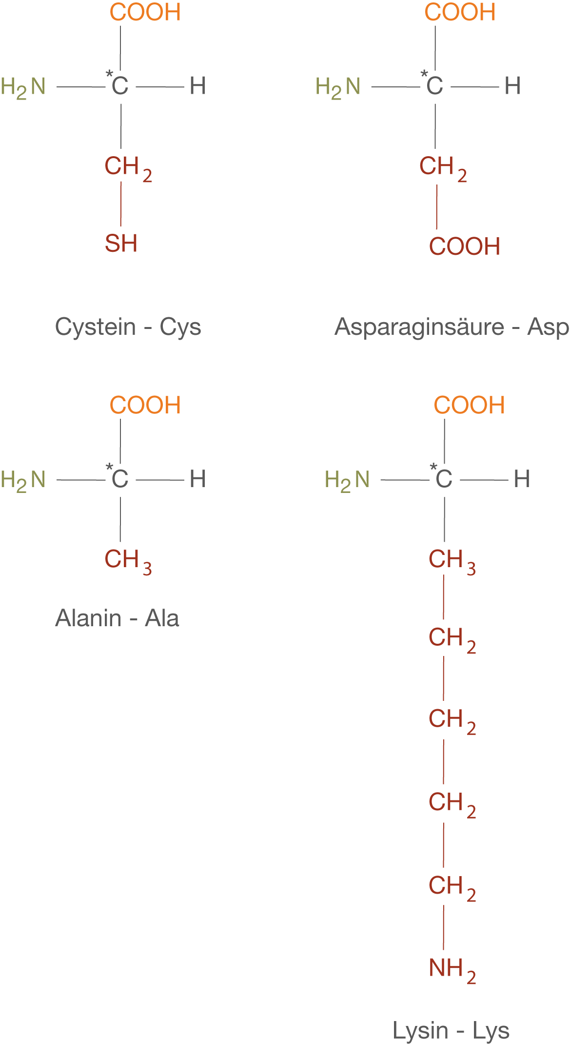 Strukturformeln von Aminosäuren: Cystein, Asparaginsäure, Alanin und Lysin.