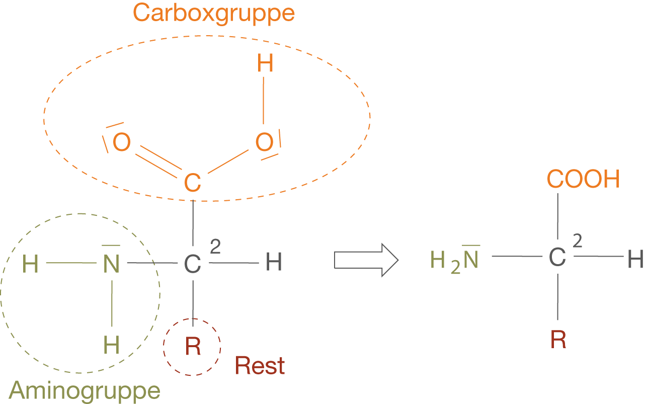 Schematische Darstellung von Aminosäuren mit Carboxyl- und Aminogruppen.