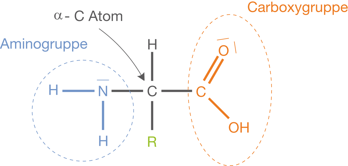Diagramm eines Moleküls mit Amino- und Carboxygruppen sowie α-C-Atomen.