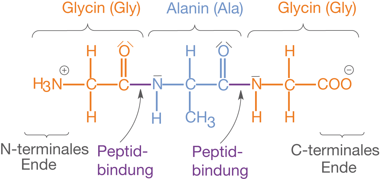 Darstellung von Aminosäuren Glycin und Alanin mit Peptidbindungen und N- sowie C-terminalen Enden.