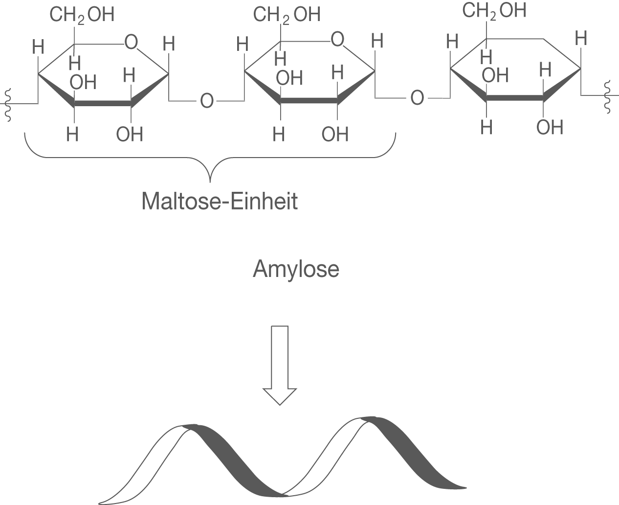 Chemische Struktur von Maltose und Amylose in schematischer Darstellung.