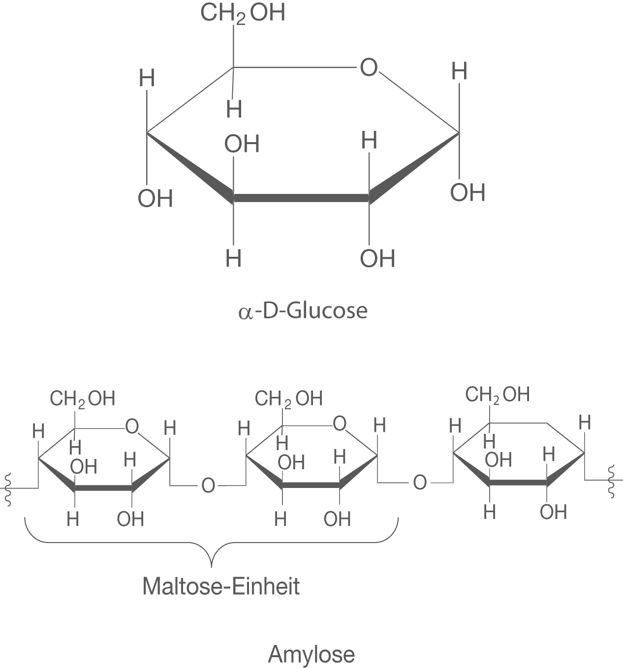 Strukturformel von α-D-Glucose und Maltose, chemische Verbindungen mit Hydroxylgruppen.