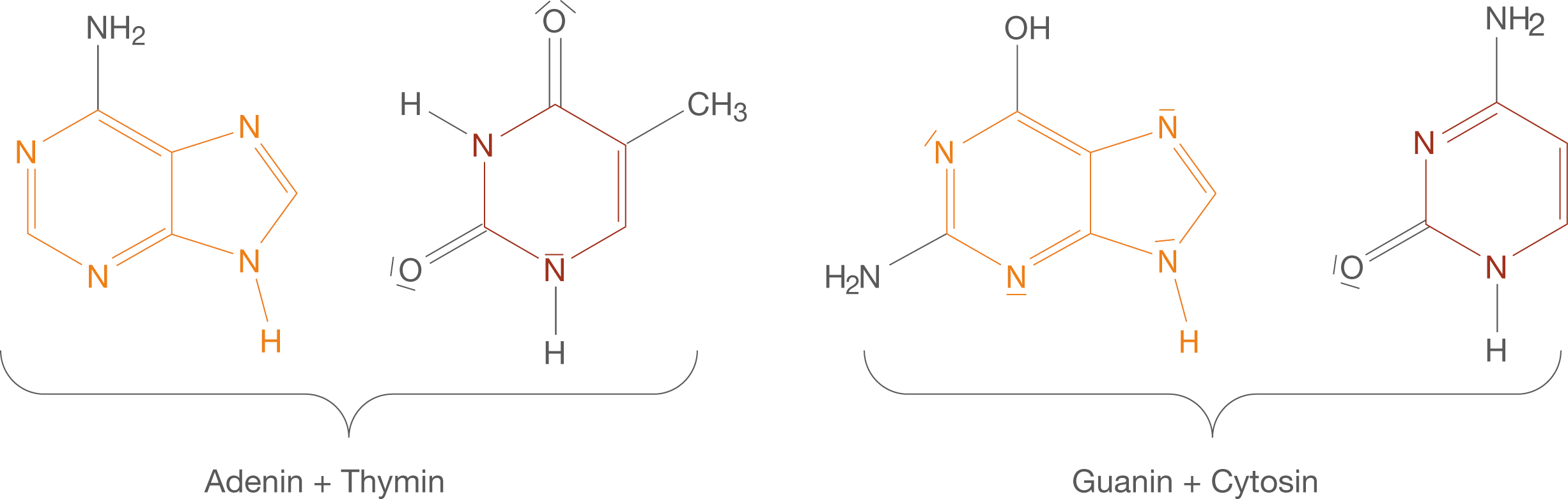 Strukturformeln von Adenin, Thymidin, Guanin und Cytosin in der DNA.