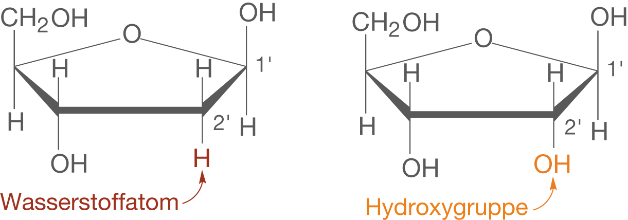 Diagramm mit Wasserstoffatomen und Hydroxylgruppen in chemischer Struktur.
