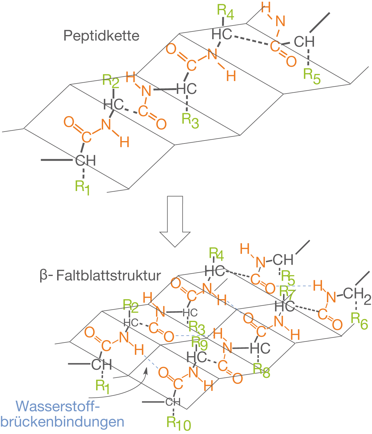 Diagramm einer Peptidkette mit Wasserstoffbrückenbindungen und chemischen Strukturen.