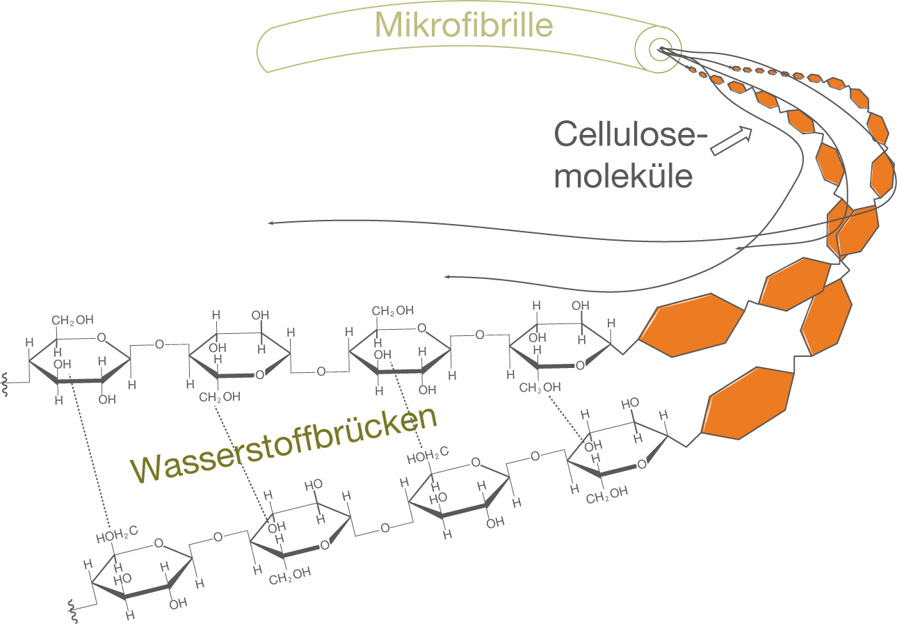 Diagramm von Mikrofilamenten und Cellulose-Molekülen mit Wasserstoffbrücken.