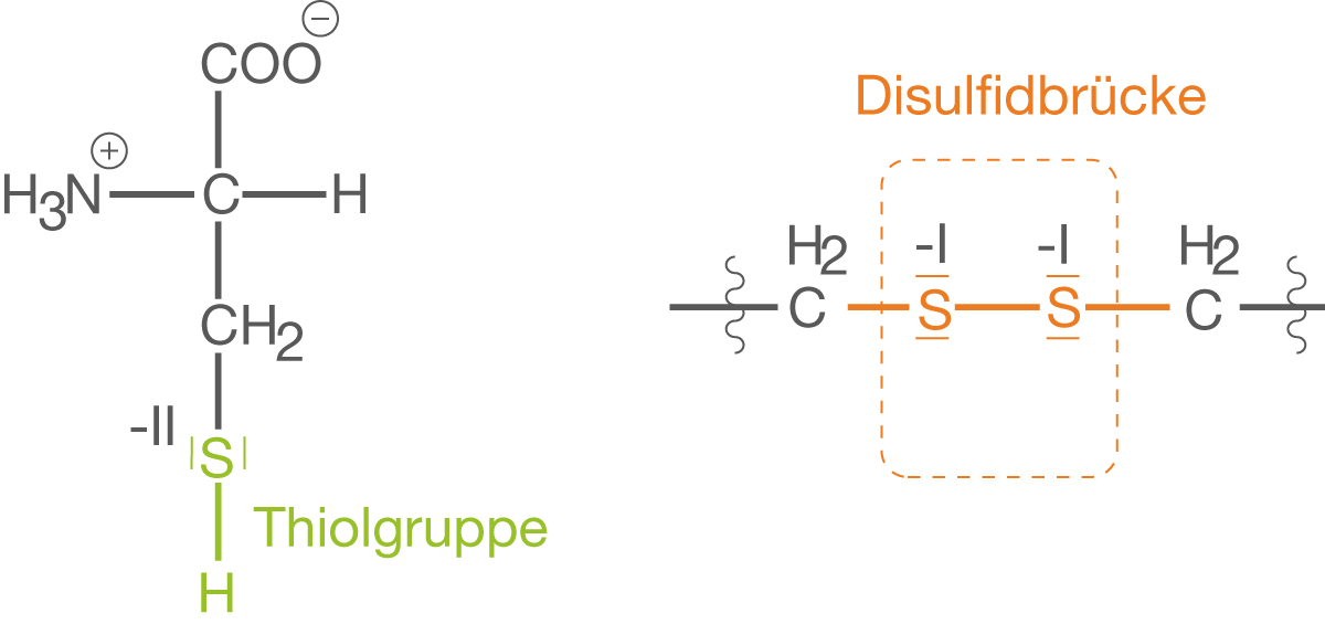 Diagramm mit chemischen Strukturen, einschließlich Thiolgruppe und Disulfidbrücken.
