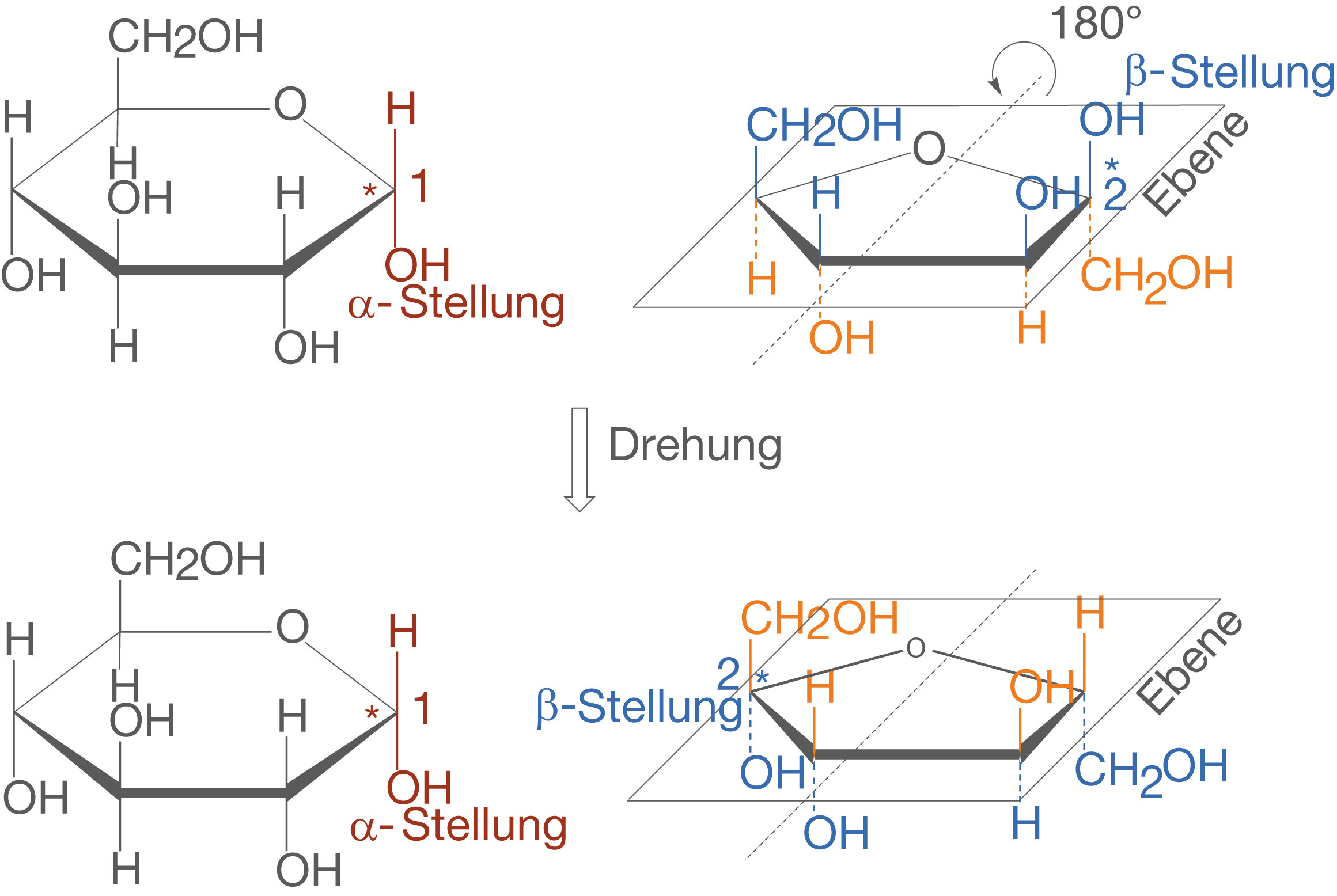 Strukturdiagramm von Zucker mit α- und β-Stellungen sowie Drehung zwischen den Konfigurationen.