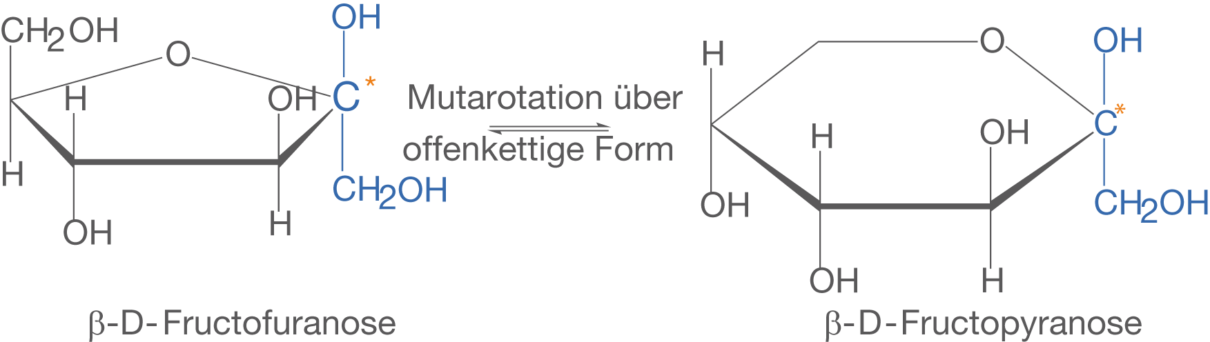Strukturformeln von β-D-Fructofuranose und β-D-Fructopyranose mit Mutarotation.