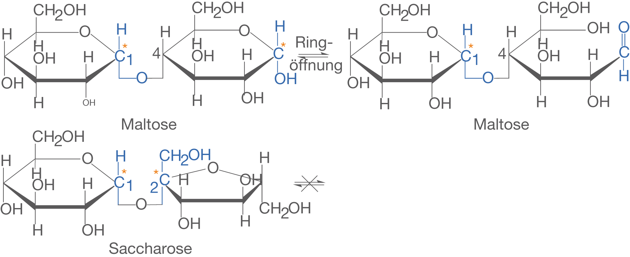 Chemische Strukturformeln von Maltose und Saccharose mit Ringöffnungen und chemischen Gruppen.