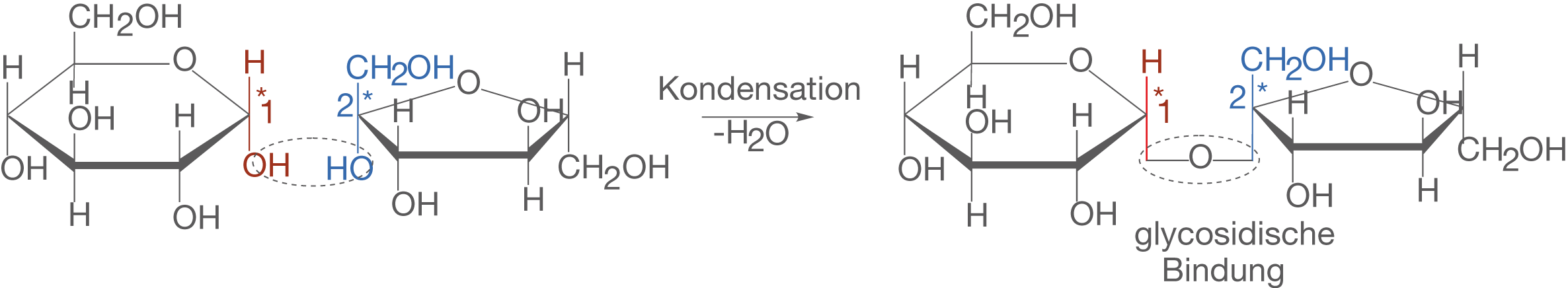 Chemische Struktur mit glykosidischer Bindung und Wasserabspaltung.