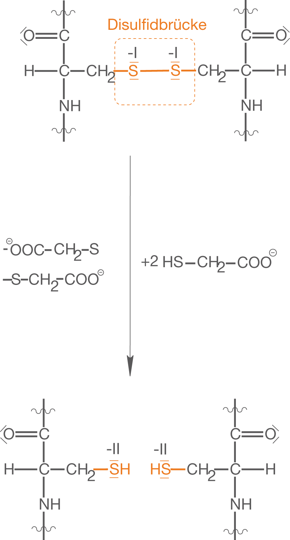 Diagramm mit Disulfidbrücken in chemischen Strukturen.