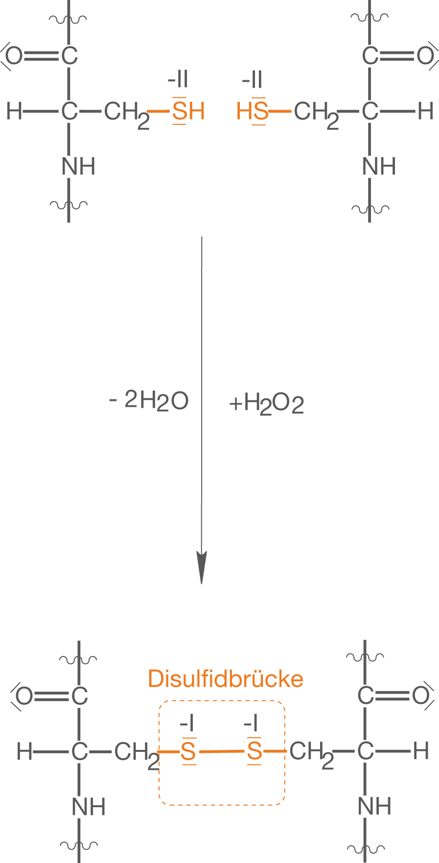 Chemische Struktur mit Disulfidbrücken und verschiedenen Molekülen in einer schematischen Darstellung.
