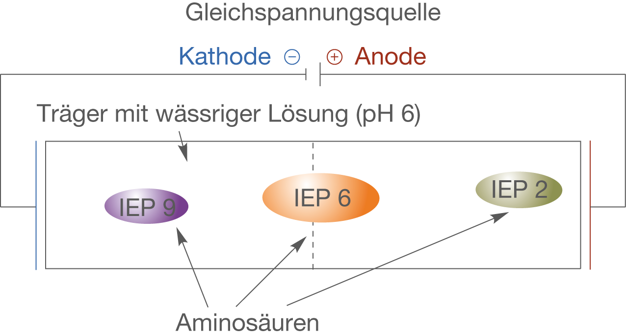Diagramm einer Gleichspannungsquelle mit Kathode, Anode und Trägern in wässriger Lösung.